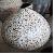 Guci Balon Balut Telur