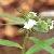 Alkanna Tinctoria Tausch
