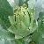 Artichoke Leaf P E