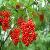 Elderberry Powder
