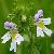 Eyebright Plant Extract