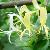 Honeysuckle Extract