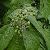 Microcos Paniculata Leaf Extract