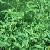 Phyllanthus Urinaria 10 1