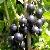 Ribes Nigrum Black Currant Anthocyanin