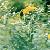 Solidago Decurrens Lour Golden Rod Extract