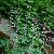 Motherwort Herb Extract