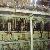 Used Niigata 18pc2-6 Heavy Oil Gensets