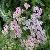 Achillea Millefolium Extract