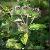 Arctium Lappa Extract