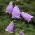 Campanula Glomerata Extract