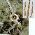 Codonopsis Pilosula Extract