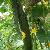 Cucumis Sativus Extract