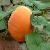 Cucurbita Moschata Extract