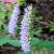 Elsholtzia Ciliata Extract , Plant Extract, Herb Extract, Saponin, Pigment