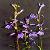 Lobelia Sessilifolia Extract