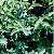 Lonicera Edulis Extract