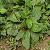 Plantago Asiatica Extract