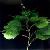 Plectranthus Excisus Extract , Plant Extract, Fucoxanthin, Saponin, Pigment