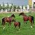 Fibre Glass Reinforced Plastic Imitation Horse Sculpture