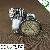 Smd 3528 Led Spotlight