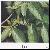 We Sell Chlorogenic Acid For Export