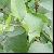 We Sell Resveratroln For Export
