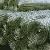 Welded Wire Mesh Rolls