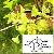Gingko Biloba Extract-huir
