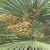 Saw Palmetto P E-huir