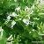 Chlorogenic Acid-huir