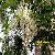 Sophora Extract Huir