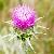 Milk Thistle Extract-huir