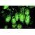 Low Price Supply High Quality Hops Extract P