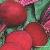 Low Price Supply High Quality Red Beet Extract P