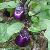 Supply High Quality Eggplant Extract P