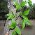 Supply High Quality Eucommia Leaves Extract