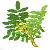 Acture Direct Supply Boswellia Extract