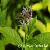 Low Price Supply High Quality Eclipta Alba Extract