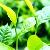 Manufacture Direct Supply Green Tea P E P .